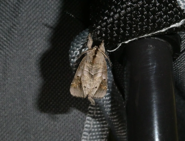 Clostera anachoreta - tarka levélszövő