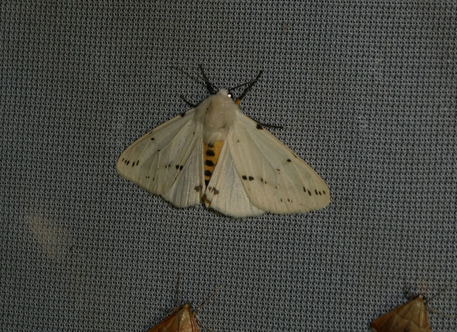 Spilarctia lutea - sárgás medvelepke