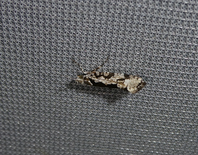 Ypsolopha sequella - ligeti tarkamoly