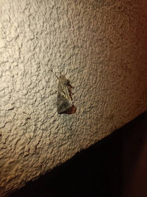 Autographa gamma - gammalepke
