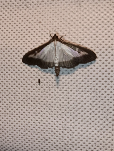 Cydalima perspectalis - puszpáng-tűzmoly