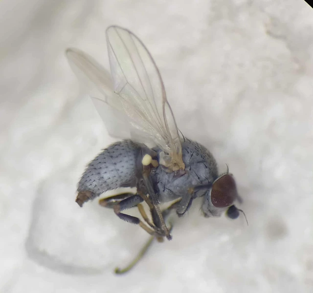 Diptera - Kétszárnyúak