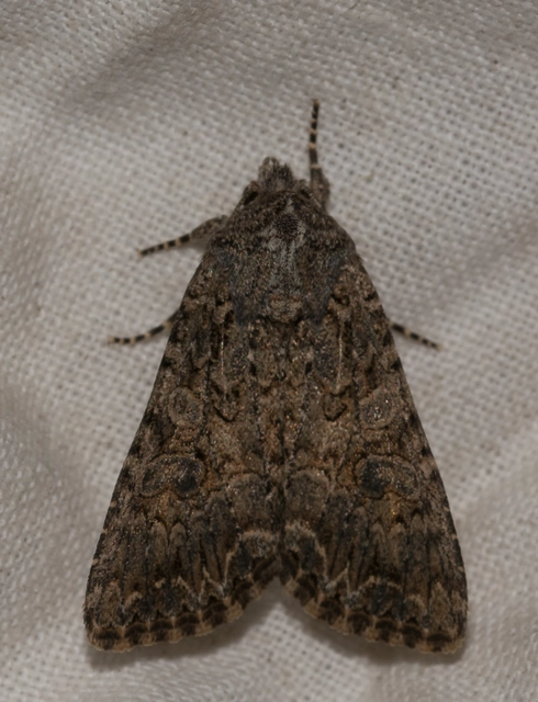 Hadula trifolii - lóherebagoly