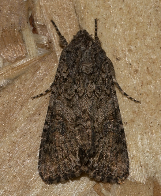 Hadula trifolii - lóherebagoly