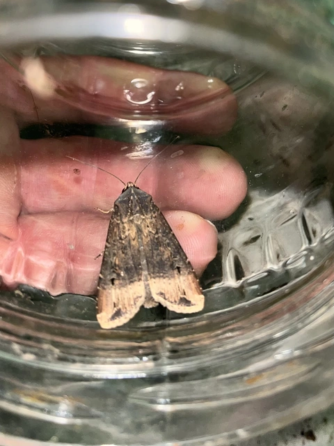 Agrotis ipsilon - nagy földibagoly
