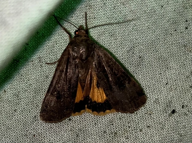 Noctua interposita - köztes sárgafűbagoly