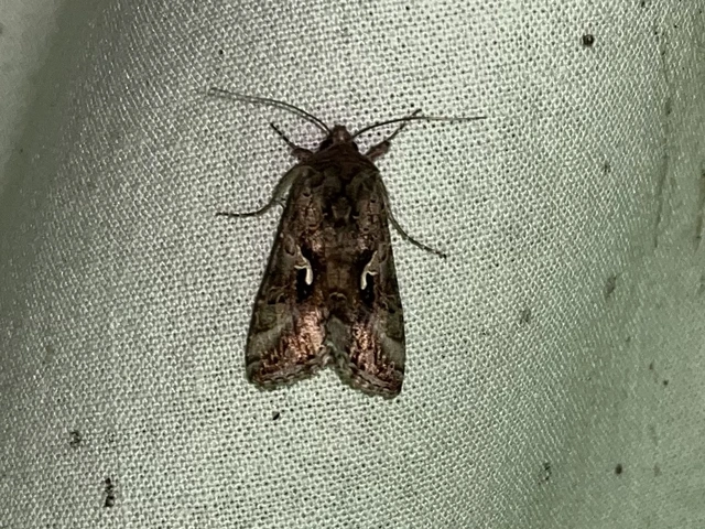Autographa gamma - gammalepke