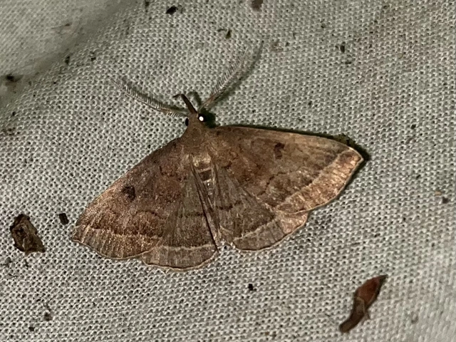 Pechipogo plumigeralis - tollascsápú karcsúbagoly