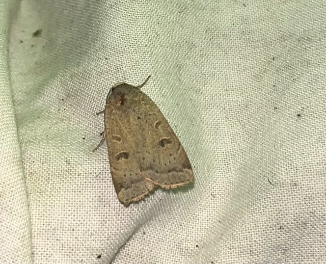 Noctua comes - kis sárgafűbagoly