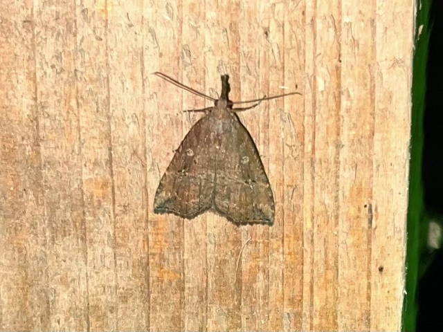 Hypena rostralis - közönséges karcsúbagoly