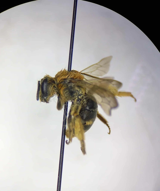 Hymenoptera - Hártyásszárnyúak