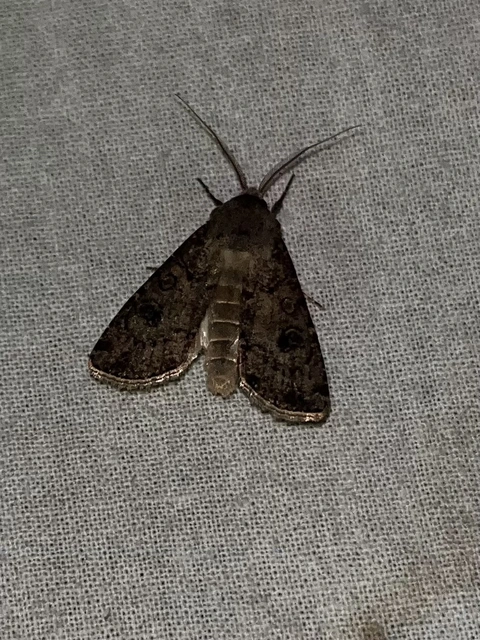 Agrotis segetum - vetési földibagoly