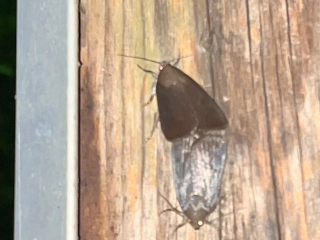 Amphipyra livida - zsírfényű bagoly