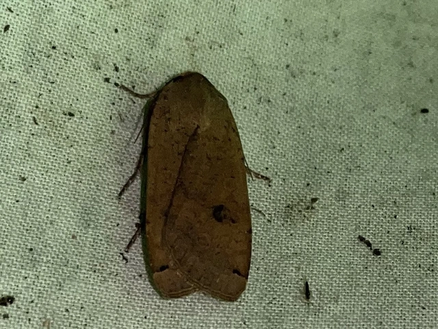 Noctua pronuba - nagy sárgafűbagoly
