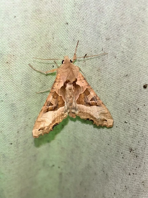 Phlogophora meticulosa - vándorló csipkésbagoly