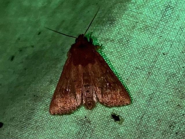 Mythimna albipuncta - fehérpettyes rétibagoly