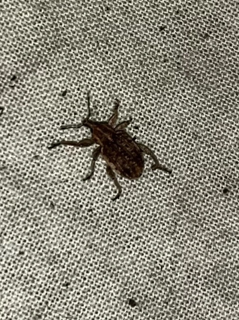 Brachypera zoilus - lucerna-gubósormányos