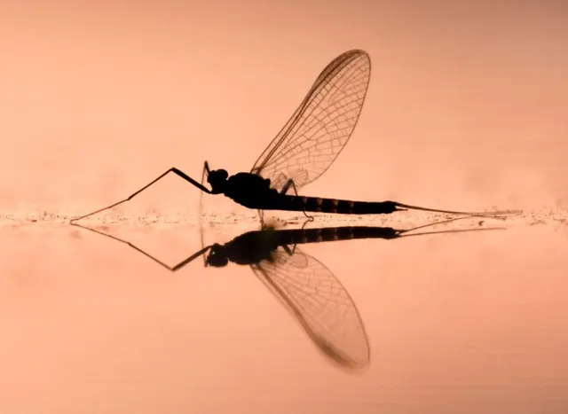 Heptageniidae