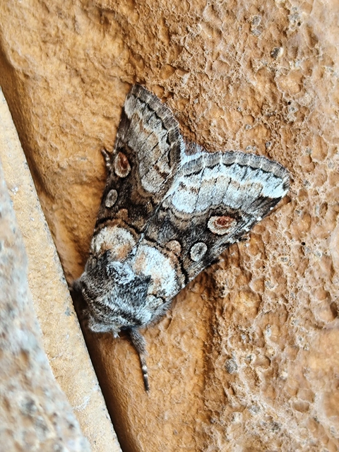 Cleoceris scoriacea - szürke liliombagoly