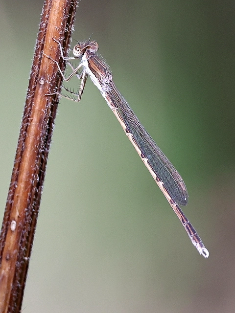 Sympecma fusca - téli rablószitakötő