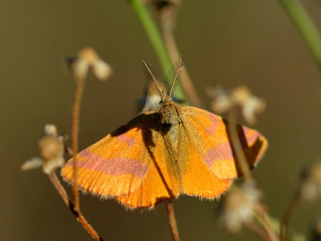 Lythria cruentaria - bíborcsíkos araszoló