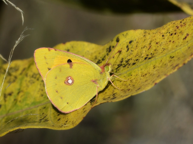 Colias croceus - sáfránylepke