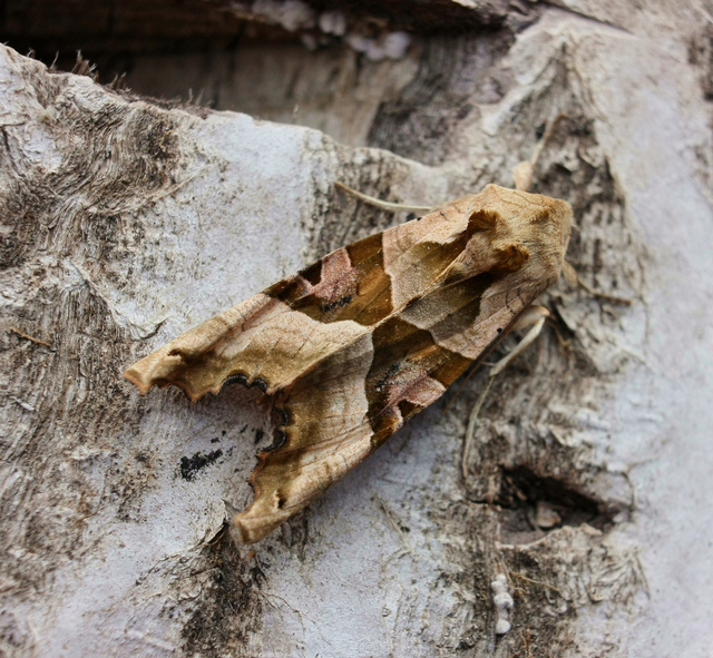 Phlogophora meticulosa - vándorló csipkésbagoly