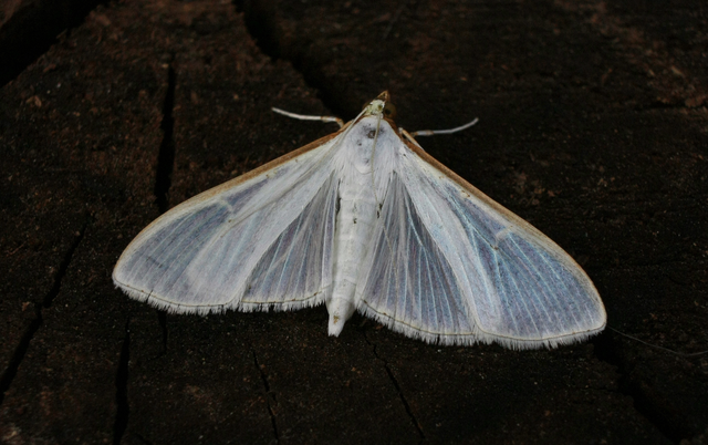 Palpita vitrealis - hófehér tűzmoly