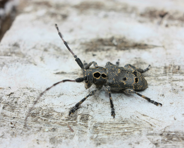 Mesosa curculionoides - szemfoltos cincér Mesosa curculionoides - szemfoltos cincér