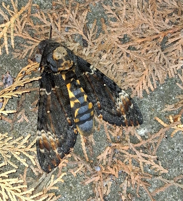 Acherontia atropos - halálfejes lepke