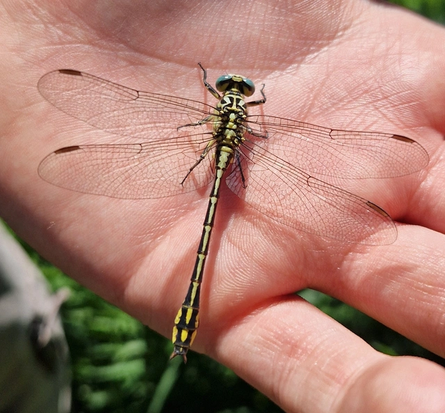 Gomphus flavipes - sárgalábú folyami-szitakötő Gomphus flavipes - sárgalábú folyami-szitakötő