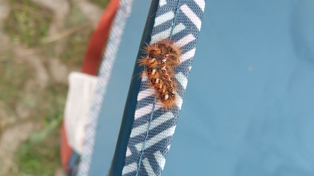 Acronicta rumicis - sóska-szigonyosbagoly Acronicta rumicis - sóska-szigonyosbagoly
