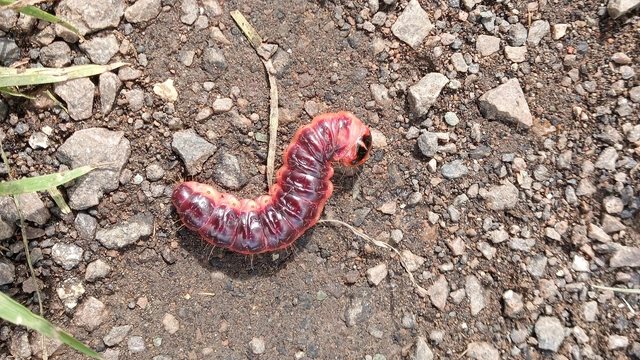 Cossus cossus - fűzfarontólepke