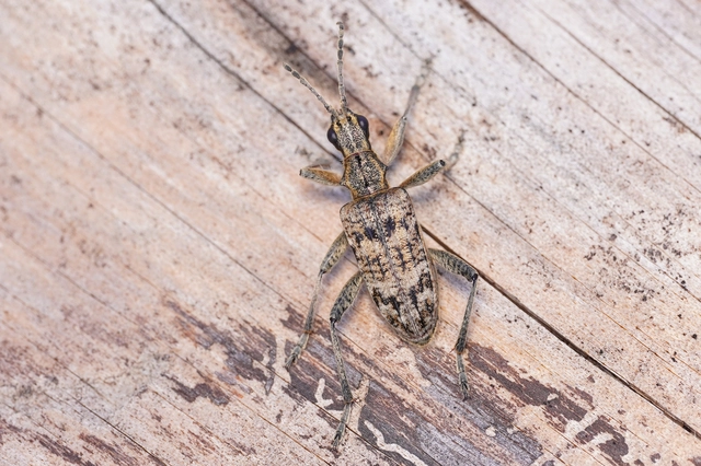 Rhagium inquisitor - fenyves-tövisescincér