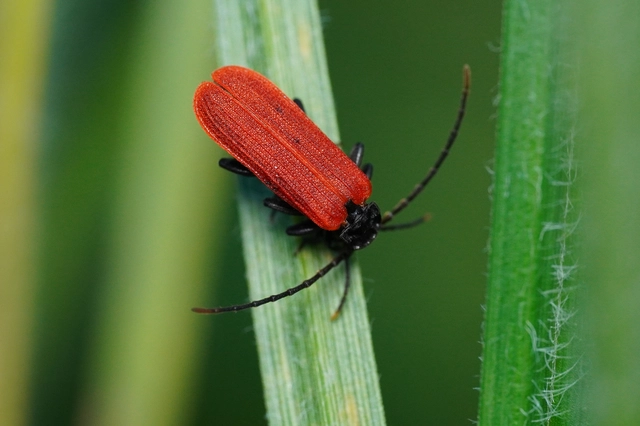 Platycis minutus - kis hajnalbogár
