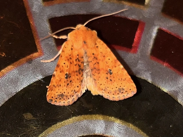 Conistra rubiginea - vörös őszibagoly