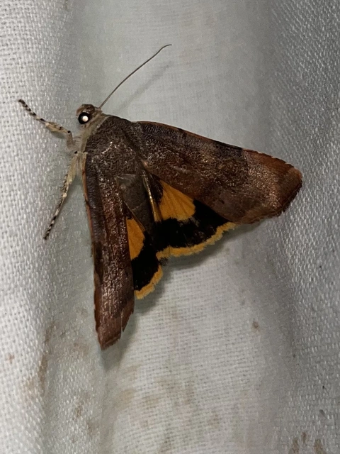 Noctua janthe - lappangó sárgafűbagoly