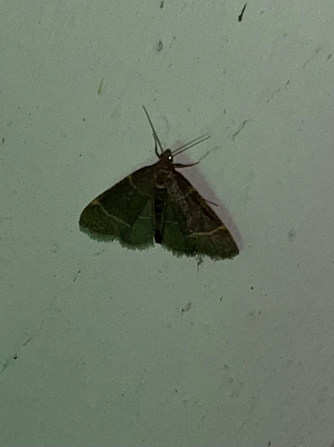 Hypsopygia glaucinalis - rezes fényilonca