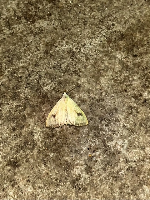 Rivula sericealis - selymes lórombagoly