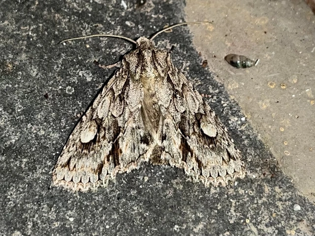 Meganephria bimaculosa - kétfoltos szilbagoly