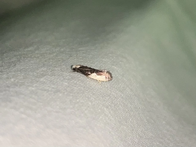 Monopis monachella - apácamoly