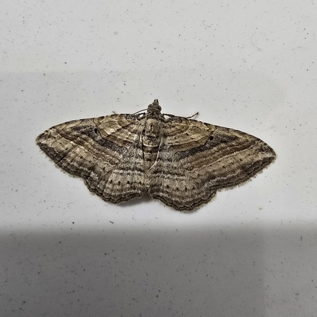 Costaconvexa polygrammata - soksávú araszoló