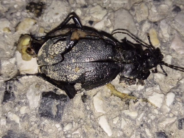 Carabus coriaceus - bőrfutrinka Carabus coriaceus - bőrfutrinka