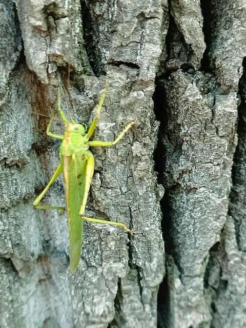 Tettigonia viridissima - zöld lombszöcske
