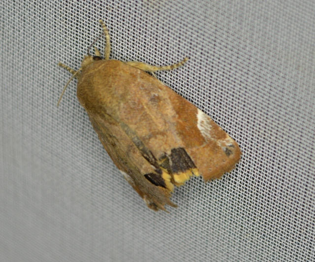 Cosmia affinis - barna lombbagoly