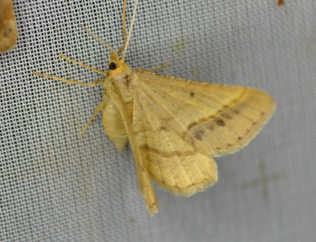 Tephrina arenacearia - lucerna-araszoló