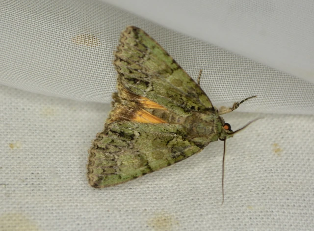 Polyphaenis sericata - selyemfényű erdeibagoly