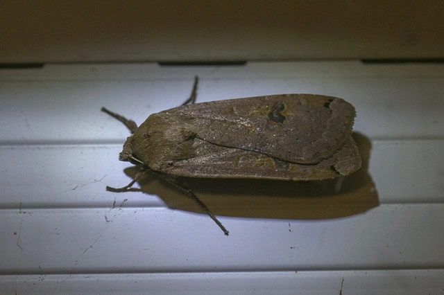 Noctua pronuba - nagy sárgafűbagoly