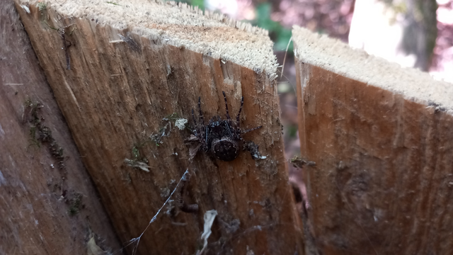 Nuctenea umbratica - közönséges rés-keresztespók