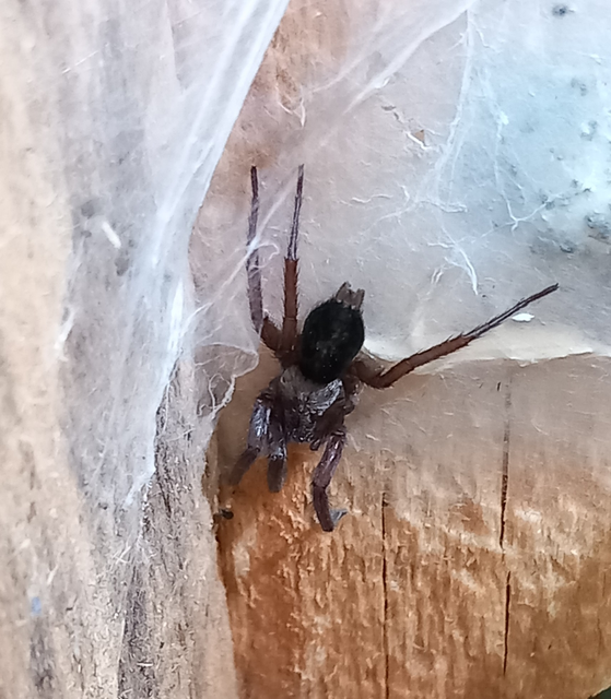 Scotophaeus